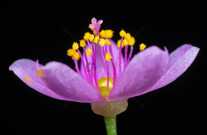 黑色背景选择焦点上孤立的黄色花粉小紫花与黄极的微图片
