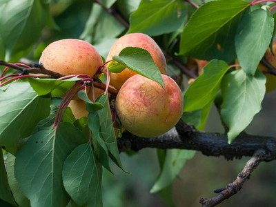 果园里有果实的杏树的特写视图图片