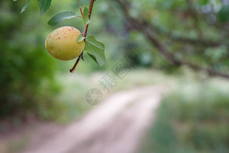 近距离观察农村一棵树上未熟的绿杏子图片