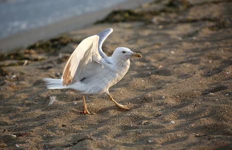 海鸥白羽毛和灰羽毛沙滩上还有图片