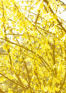 黄色开花的美丽树图片