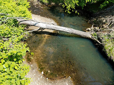 河流或小溪或流岸边有树和黑蝌蚪图片