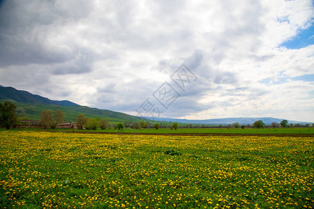 美丽的春天和夏天的风景黄色蒲公英绿草和山的领域吉尔斯图片