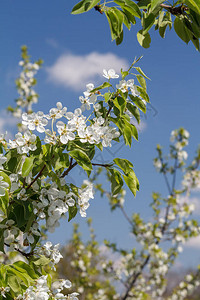 春果园里盛开的梨树枝在背图片