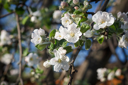 春天果园里盛开的苹果树枝背景模糊图片