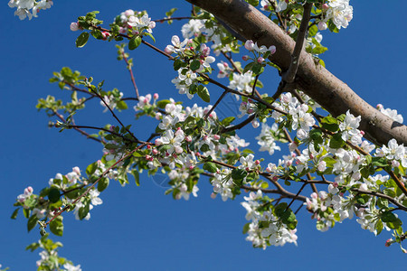 春果园里盛开的苹果树枝在背景上有蓝天图片