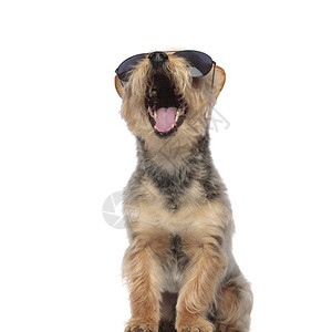 YawningYorkshireTerrier穿着太阳眼镜图片