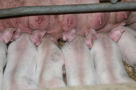 工业动物农场乳猪的极端特写怀孕的母猪住在动物农场巨大的怀孕家庭母猪出生后在大工业猪场哺乳新生仔猪生活在钢铁背后的有机背景图片