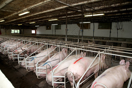 猪母和仔猪的工业动物农场图片