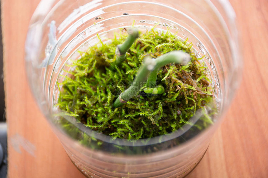 小蝴蝶兰生长在一个有苔藓的透明碗里Keiki兰花在家繁殖植物和室内花卉概念特写运动模糊图片