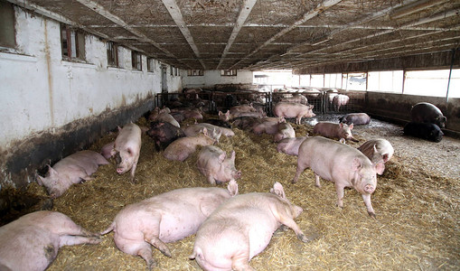 幼猪母在舍躺在新鲜的干草上生活在有机农场的猪农场图片