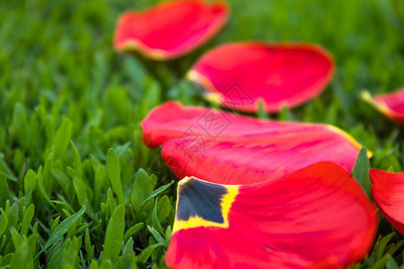 落下的红色郁金香花瓣躺在绿色的草地上郁金香图片