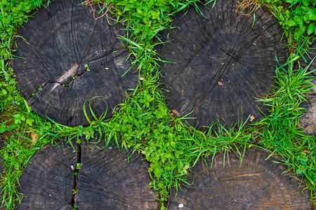 木圆和草花园里的小路木材纹理乡村风格的图片