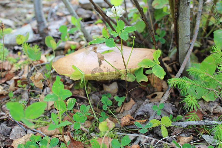 杏仁树下的蘑菇牛肝菌照片牛肝菌的食用蘑菇蘑菇有一个棕色的帽子在她多孔的肉下面是黄色的它生长在树下周围是石头草苔藓针叶树和落叶图片