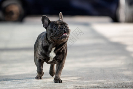 可爱的法国斗牛犬小狗在房子前面的街上自由行走图片