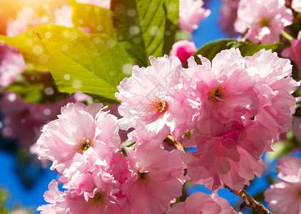 樱花树自然和春天背景粉红图片