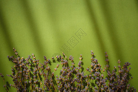 淡紫色的花朵绿背景图片
