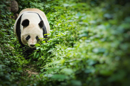 大熊猫野生动物选择聚焦图片
