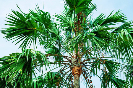 椰枣树上有青绿的椰图片