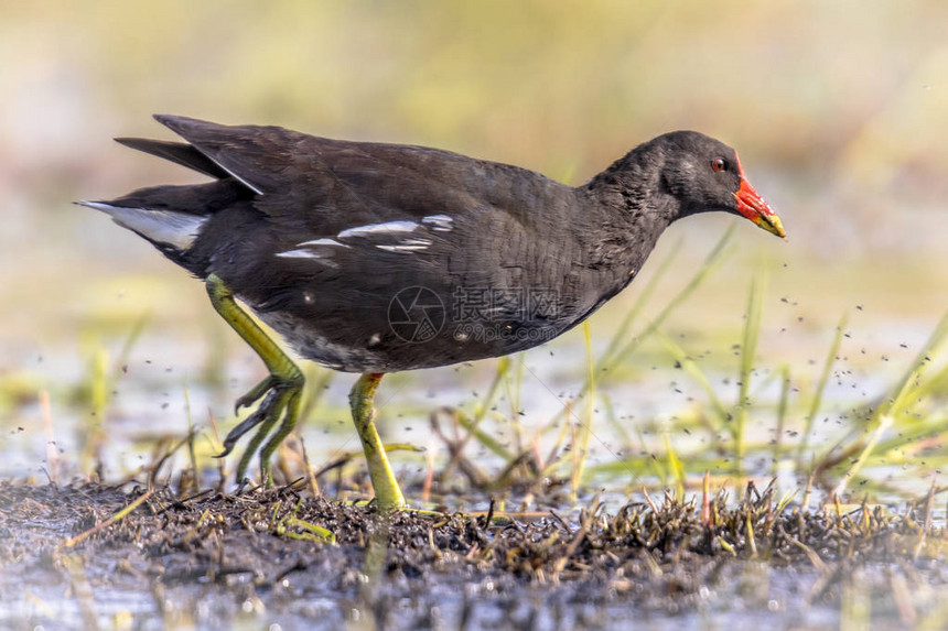MoorhenGallinula氯pus常见鸟类在比利时佛兰德湿地图片