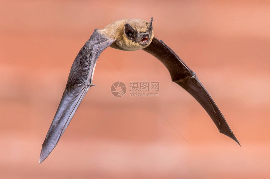 Pipistrelle蝙蝠Pipistrelluspipistrellus在黑暗中在砖墙背景的房子阁楼上飞行该物种以栖息和生活在图片