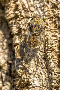 CicadaCicadaorni昆虫伪图片