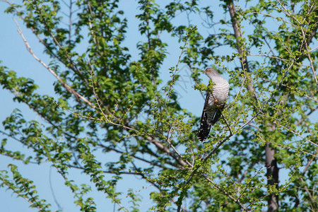 紧地拉近卡酷鸟在自然树枝图片