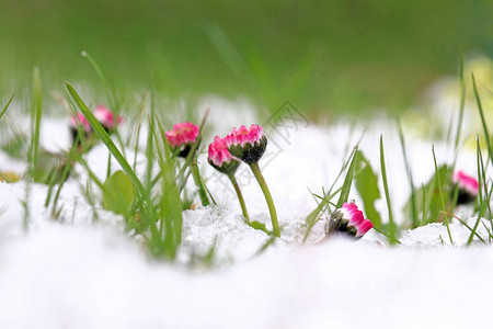 雏菊在雪地里春天的降雪图片