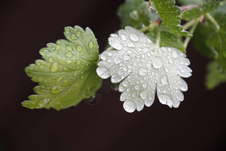 雨后滴落的树叶鹅莓图片