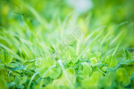 绿三叶草清新夏日背景图片