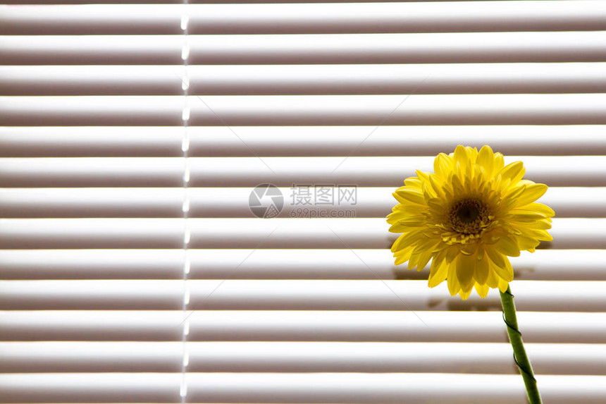 吉贝拉花站在窗台上窗上有百叶窗日图片