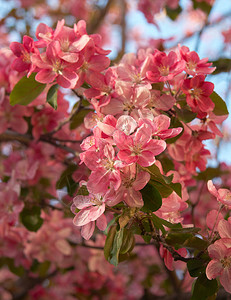 盛开的苹果树鲜花近距离拍摄图片