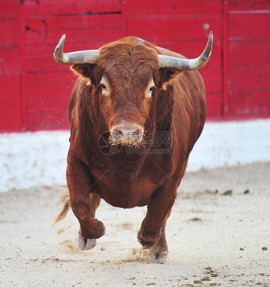 西班牙斗牛在西班牙图片
