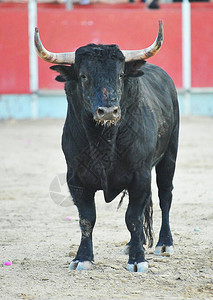 西班牙斗牛在西班牙背景图片
