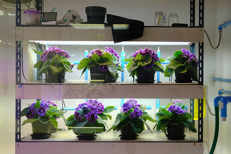 在温度控制系统中种植花朵工厂用人工光图片