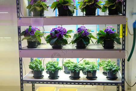 在温度控制系统中种植花朵工厂用人工光图片