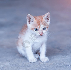 花园里的猫简介图片