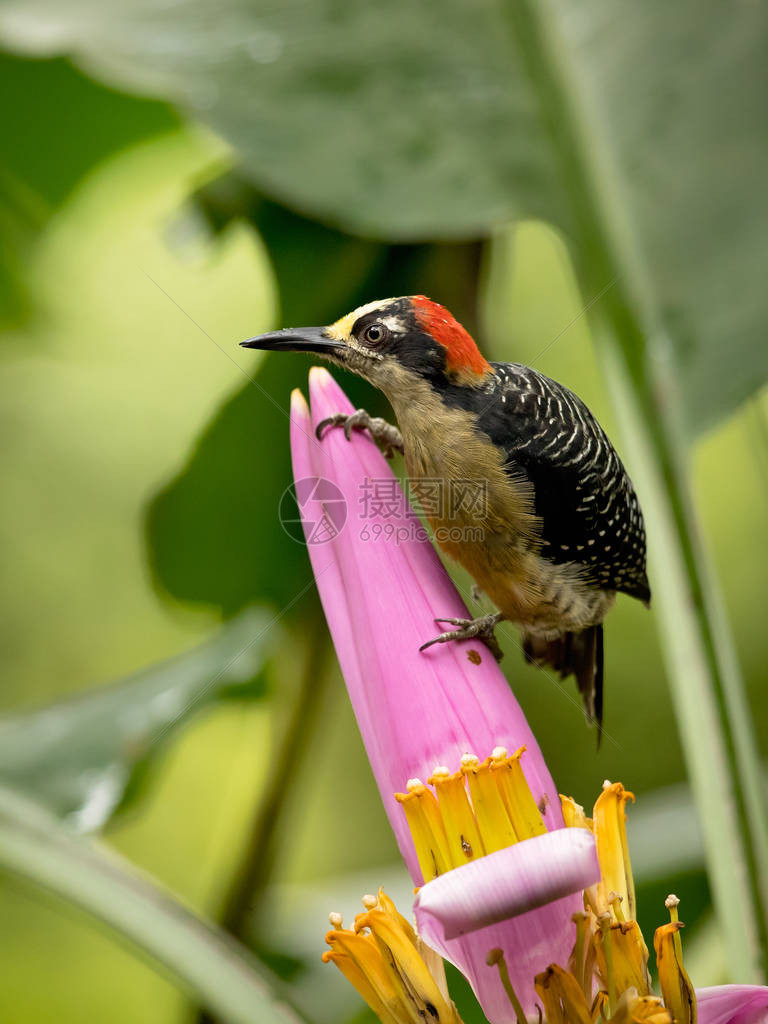 黑切木鸟Melanerpespucherani是墨西哥东南部厄瓜多尔南部至西部的图片