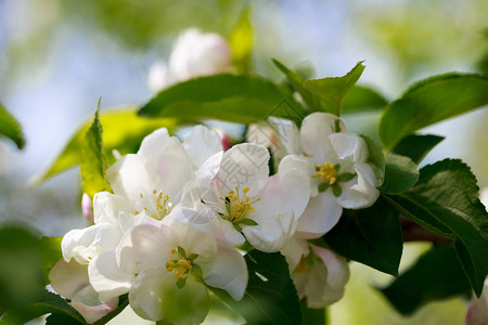 苹果树的花朵盛开的苹果树带复图片