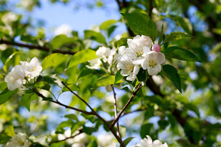 苹果树的花朵盛开的苹果树带复图片