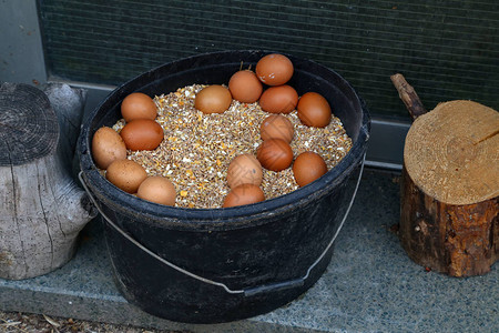 一个装满谷物和鸡蛋的桶图片