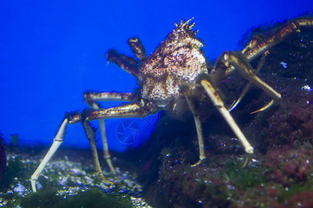 巨大的海蜘蛛在野外图片