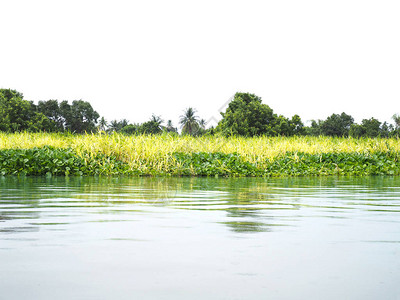 漂浮在河边的绿草和水葫芦图片