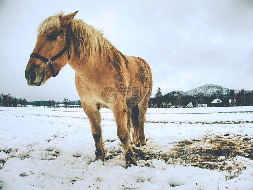 农马呆在雪地里乡村的冬天图片
