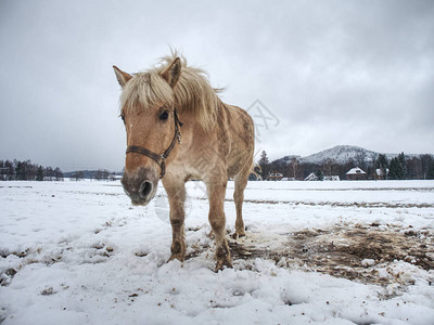 山田的牧场寒冷的寒风下湿雪冰凉图片