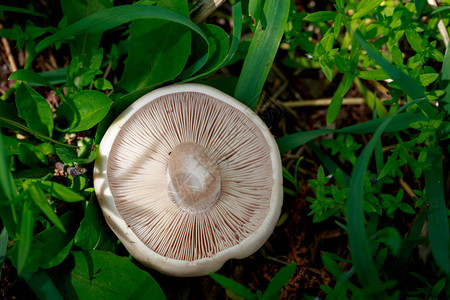 银耳的反面蘑菇采摘时间图片