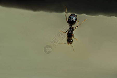 闪亮的大黑蚂蚁子宫颈缝合爬行昆虫宏图片