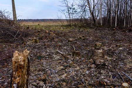 生态灾难大面积砍伐年轻森林图片
