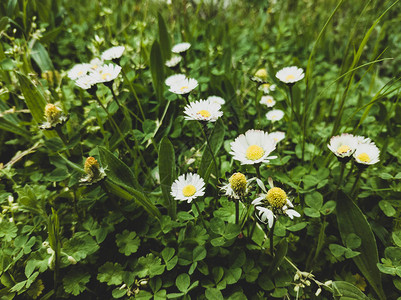 春天的下午雏菊在草地上开花图片
