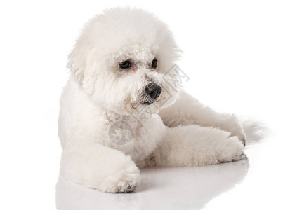 比森弗瑞斯小狗被白色背景隔离的狗白狗图片